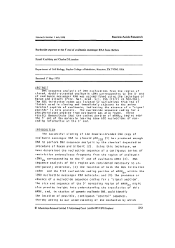 Nucleotide sequence at the 5&prime; end of ovalbumin messenger RNA