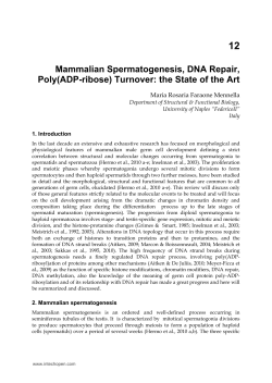 Mammalian Spermatogenesis, DNA Repair, Poly(ADP
