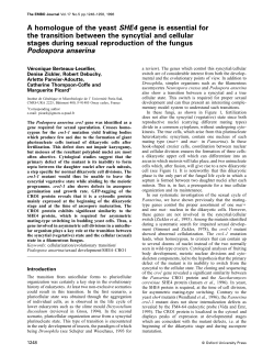 A homologue of the yeast SHE4 gene is essential for the transition