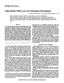 Light Quality Effects on Corn Chloroplast Development