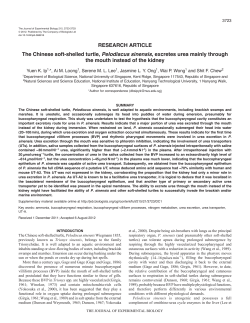 The Chinese soft-shelled turtle, Pelodiscus sinensis, excretes urea