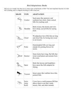 Bird Adaptations: Beaks