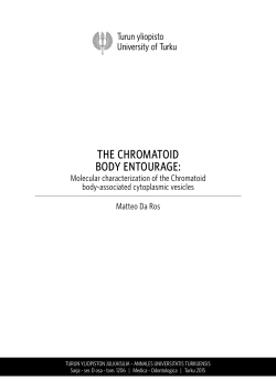 The Chromatoid body entourage: Molecular characterization