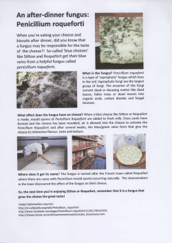 An after-dinner fungus: Penicillium roqueforti