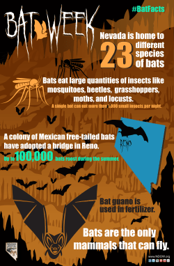 Bats are the only mammals that can fly.