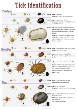 LARVA: Snout is very long Body is pale grey to very dark blue/grey