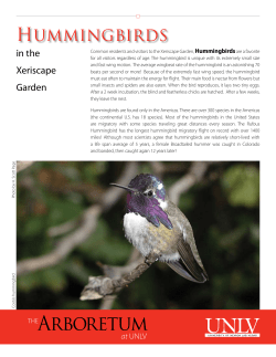 Hummingbirds in the Xeric Garden