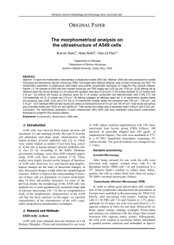 The morphometrical analysis on the ultrastructure of A549 cells