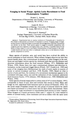 Foraging in Social Wasps: Agelaia Lacks Recruitment to Food