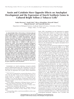 Auxin and Cytokinin Have Opposite Effects on