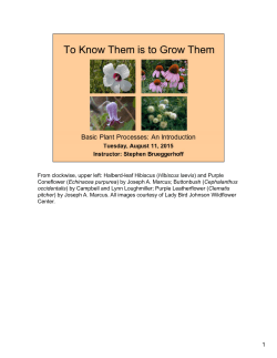 From clockwise, upper left: Halberd-leaf Hibiscus (Hibiscus laevis