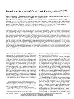 Functional Analysis of Corn Husk Photosynthesis