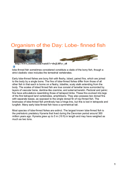 Organism of the Day: Lobeнаfinned fish