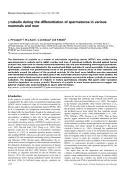 γ-tubulin during the differentiation of spermatozoa in various