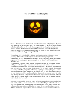 The Great Glebe Giant Pumpkin