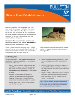 Mice in food establishments