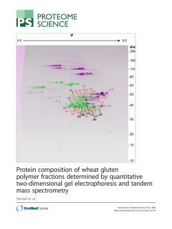 Protein composition of wheat gluten polymer fractions determined by