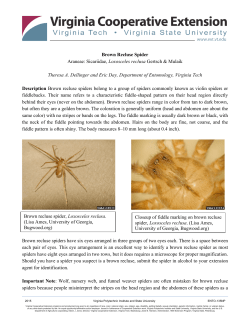 Brown Recluse Spider Araneae