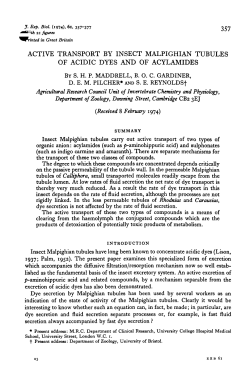 active transport by insect malpighian tubules of acidic dyes and of