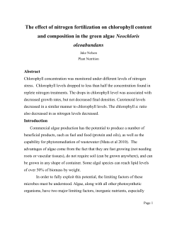 The effect of nitrogen fertilization on chlorophyll content and