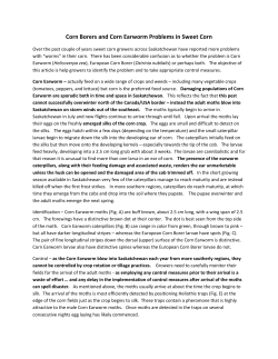 Corn Borers and Corn Earworm Problems in Sweet Corn