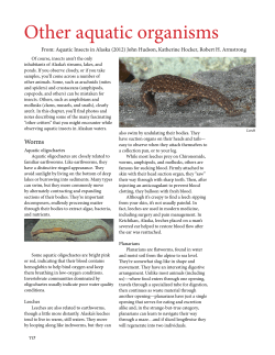 Other aquatic organisms - Bob Armstrong`s Nature Alaska