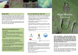 Algal Blooms