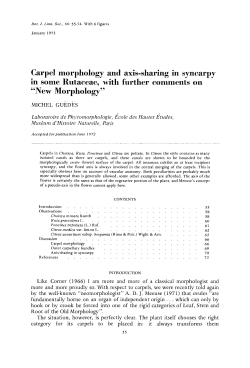 Carpel morphology and axissharing in syncarpy in some Rutaceae