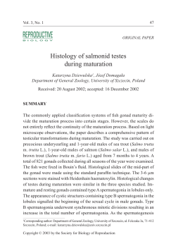 Histology of salmonid testes during maturation
