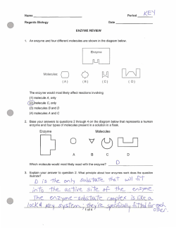 Enzyme Review Answers