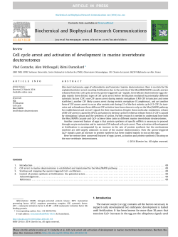 Cell cycle arrest and activation of development in marine