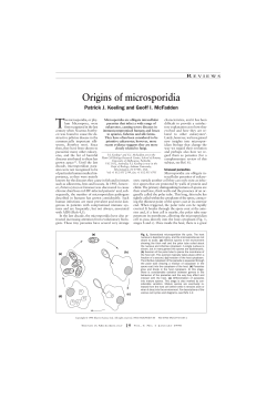Origins of microsporidia