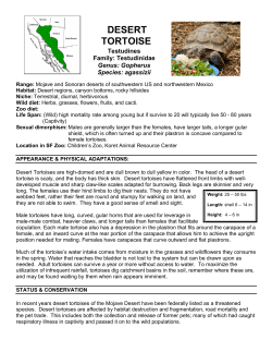 DESERT TORTOISE