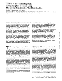Analysis of the Treadmilling Model during Metaphase of Mitosis