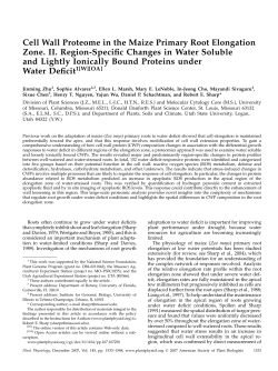 Cell Wall Proteome in the Maize Primary Root Elongation Zone. II