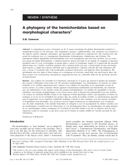 A phylogeny of the hemichordates based on morphological