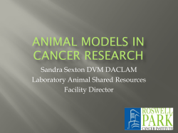 animal models in cancer research