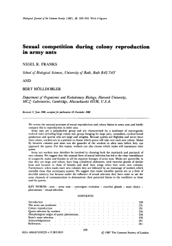 Sexual competition during colony reproduction in army ants