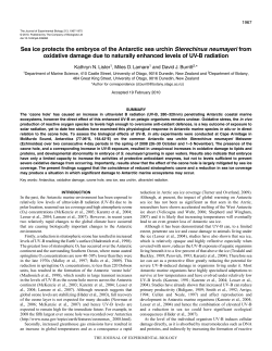 Sea ice protects the embryos of the Antarctic sea urchin Sterechinus