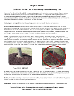 New tree - Village of Mokena