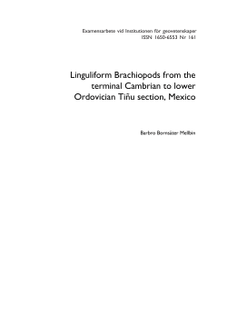 Linguliform Brachiopods from the terminal Cambrian to