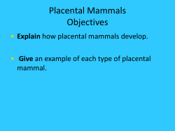 Placental Mammals