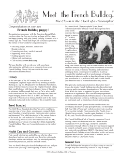 Meet the French Bulldog!