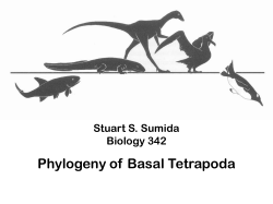 Basal Tetrapod Phylogeny PDF