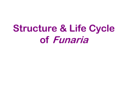 of Funaria
