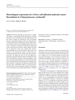 Heterologous expression of a Volvox cell adhesion molecule causes