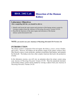 Dissection of The Human Urinary System