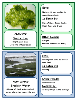 Brackish Water Other Needs: Needed by: Eats: Is Eaten By: Other