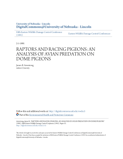 raptors and racing pigeons - DigitalCommons@University of