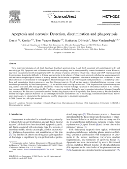 Apoptosis and necrosis: Detection, discrimination and phagocytosis
